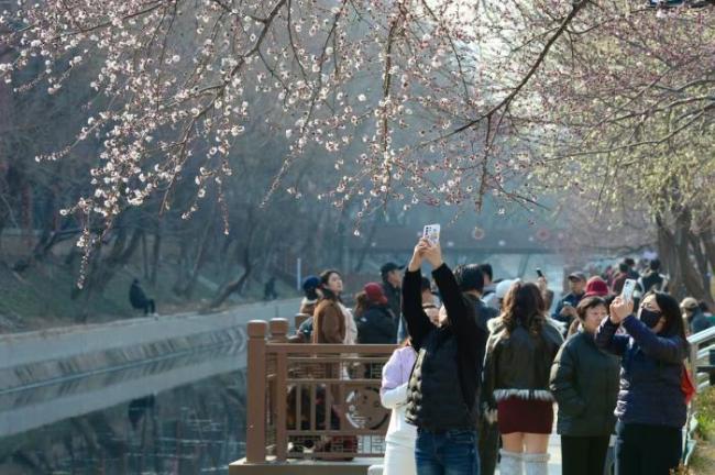 雪后北京天气晴朗,十里堡山桃花开 春日赏花正当时