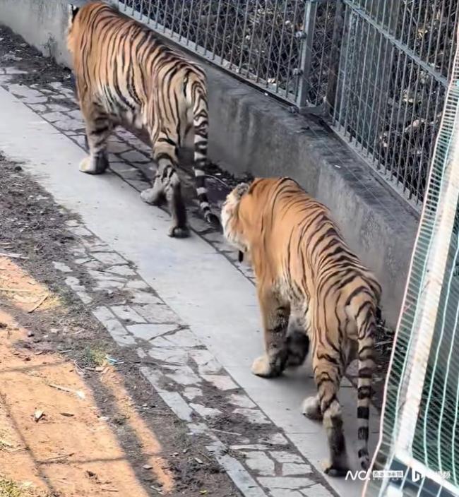 东莞一动物园两老虎瘦骨嶙峋引关注