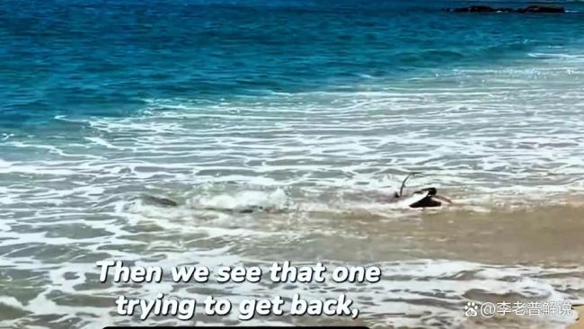 墨西哥海滩现2条皇带鱼，多次搁浅于地震前，得名“末日鱼” 环境变化所致