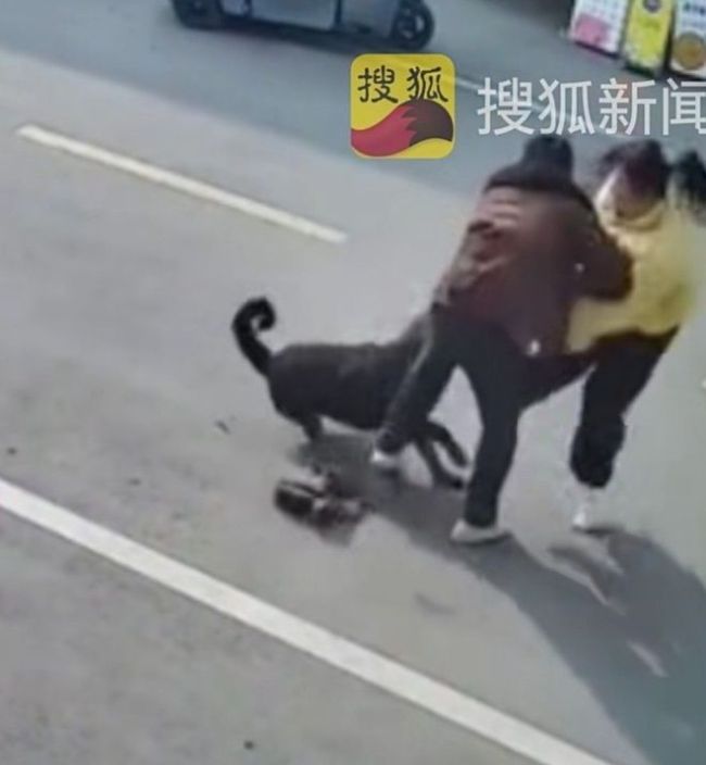 未拴绳罗威纳犬上街连咬3人被带走 恶狗伤人事件频发引关注