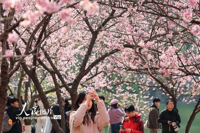 江苏南京：樱花烂漫春意浓