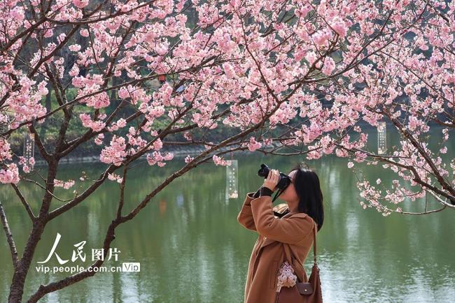 江苏南京：樱花烂漫春意浓