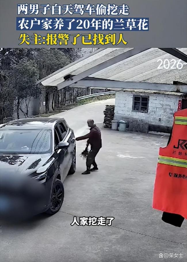 两男子白天驾车偷挖走，农户家养了20年的兰草花 20年心血付诸东流