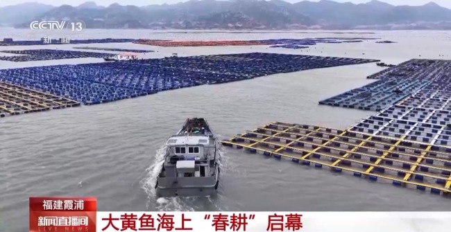 福建霞浦迎来春季投苗黄金期