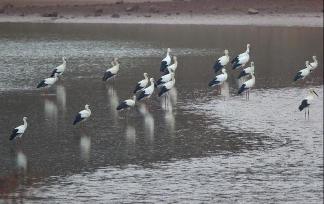 超罕见!51只东方白鹳亮相北京 数量创纪录