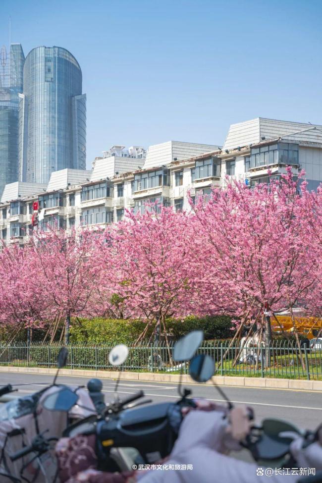 樱花开了 粉色旋风席卷江城