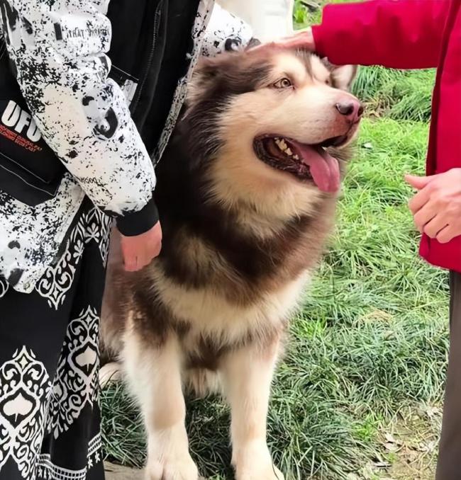 女子回应发咬人犬只安乐死视频 养宠责任引热议