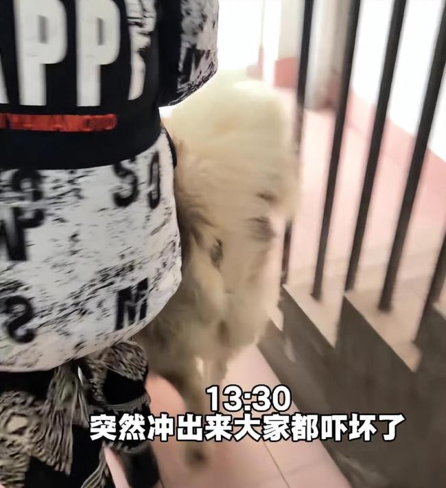 女子回应发咬人犬只安乐死视频 养宠责任引热议