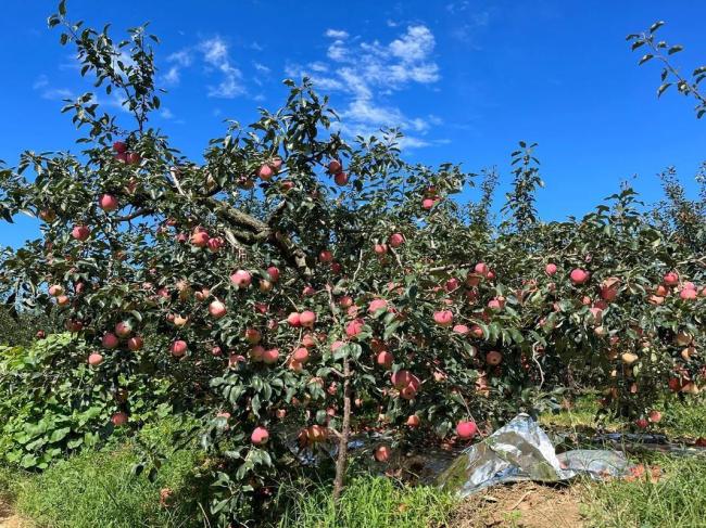 我国植树造林全球第一，为啥还要年年种树？ 从“绿起来”到“美起来”