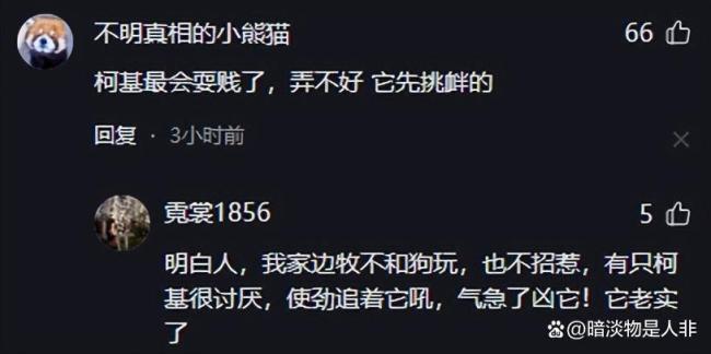 狗狗打架输了带主东说念主去报仇 狗界酬酢战高东说念主