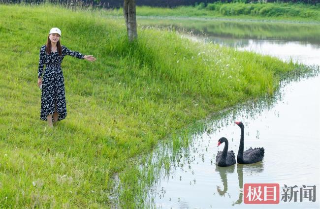 “渣鹅”出轨后与新欢近1年没下蛋 性别鉴定揭真相