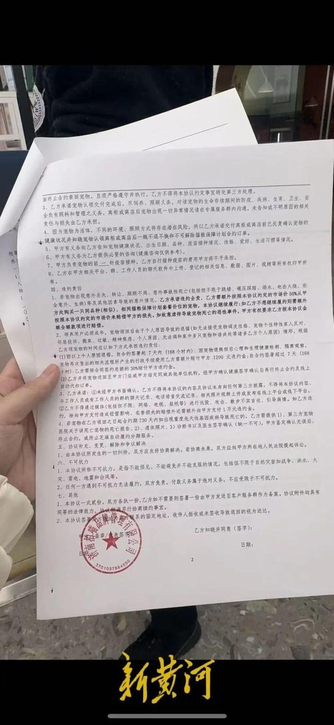 免费领养一只猫 却背上网贷 猫咪走后，债还在