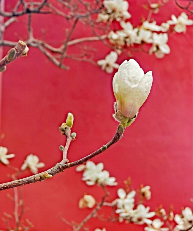 错过再等一年!北京这些地方马上“爆火”,打卡点来了——2026早春花讯全揭秘