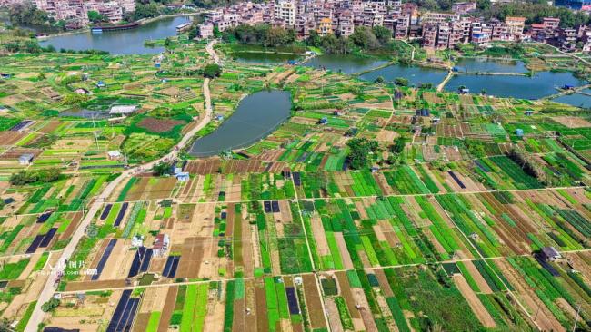 广西梧州:多彩菜畦绘出田园美景