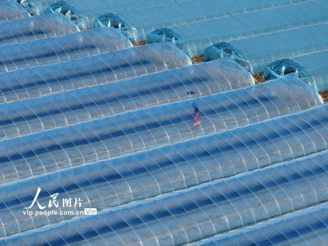 安徽蒙城：管护西瓜大棚