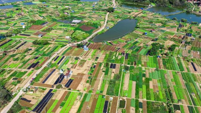 广西梧州：多彩菜畦绘出田园美景