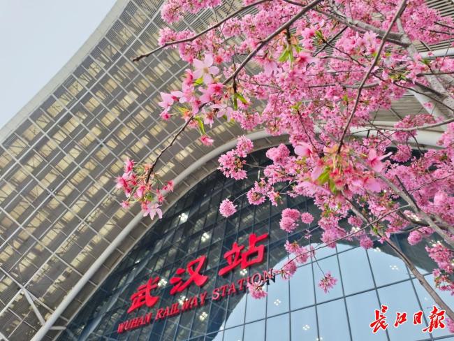 旅客在武汉站里就能赏樱