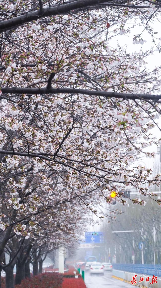 旅客在武汉站里就能赏樱 樱花首次“检票”进站