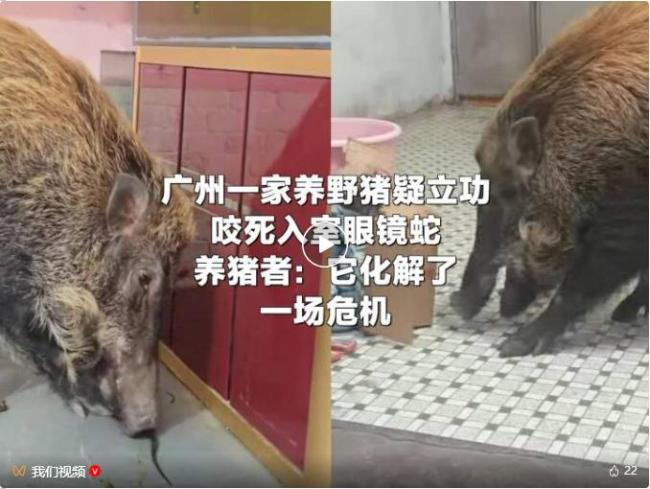 男子称家养野猪咬死眼镜蛇