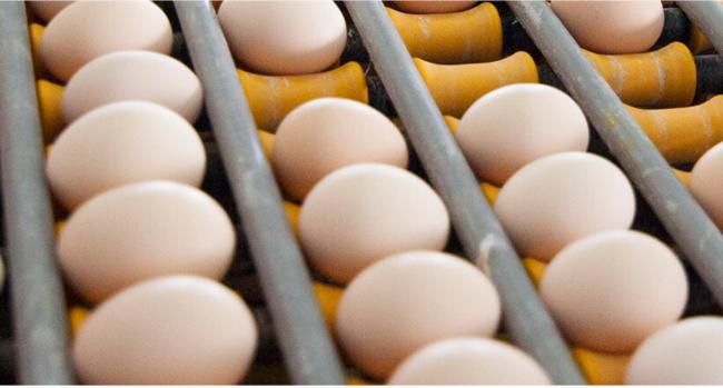 黄天鹅硬刚职业打假人称官检见 双方激辩“角黄素”来源