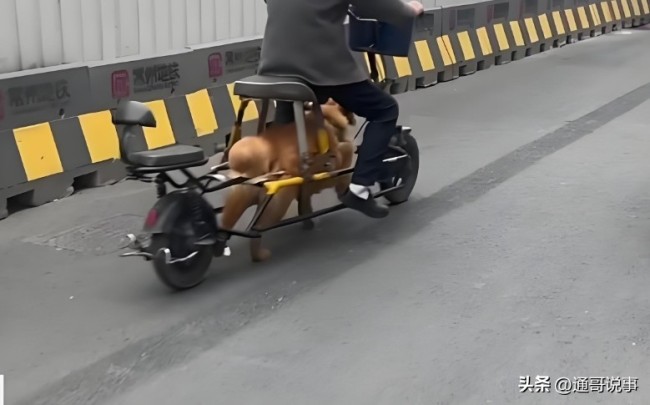 交警回应常州男子“骑狗上路” 已进行批评教育