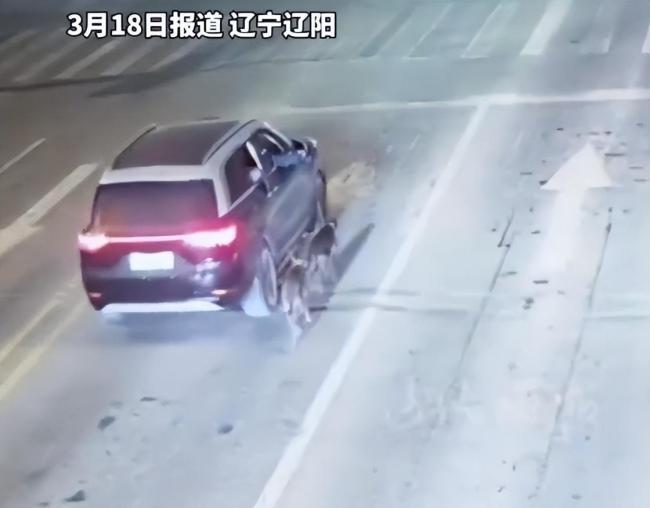 马路开车遛狗太危险交警严批评 夜间遛狗隐患大