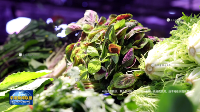 尝尝春天第一口绿 春菜抢“鲜”上市