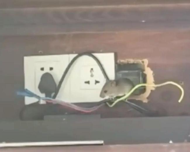 海南高档酒店半夜现老鼠，文旅局介入 房客要求退一赔三