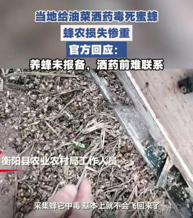 央视调查油菜花田蜜蜂死亡真相 农药喷施引争议