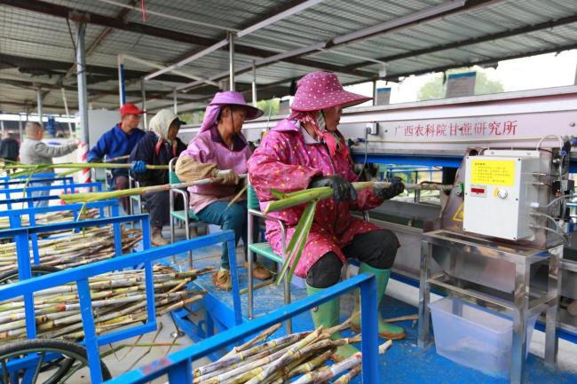 广州南沙甘蔗滞销 数百万斤滞留田间 甜蜜福利背后的产业之痛