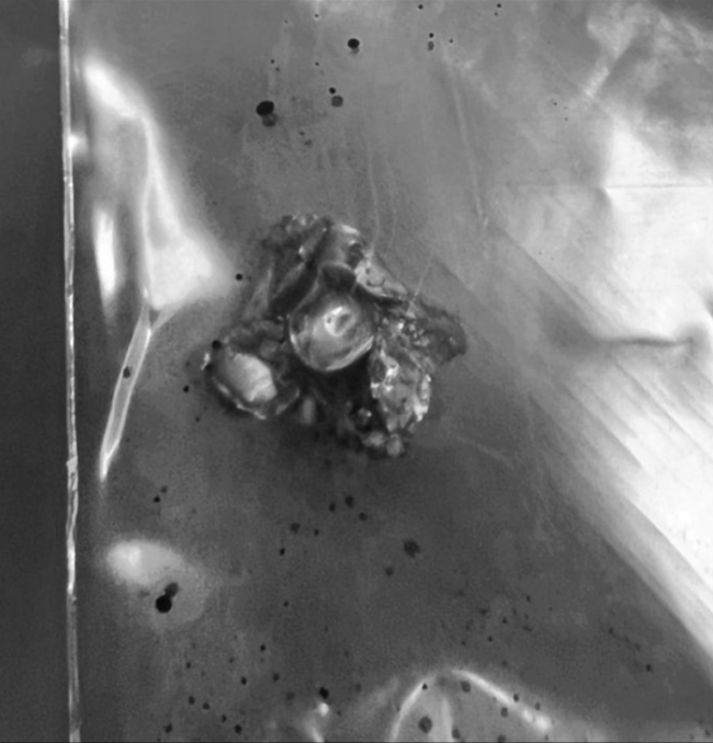 中国女游客中弹肇事者系射击场员工 意外事件致伤引发关注