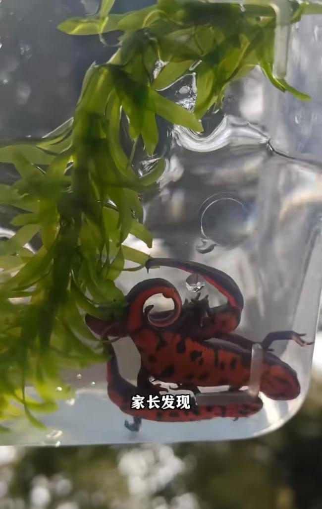 小学附近疑似售卖毒蝾螈