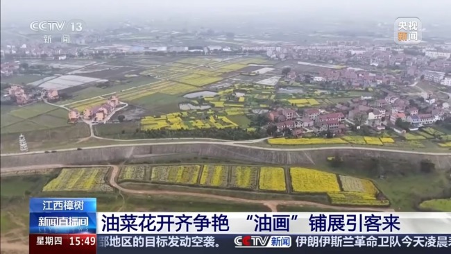 彩色油菜花让农田变身“调色板”