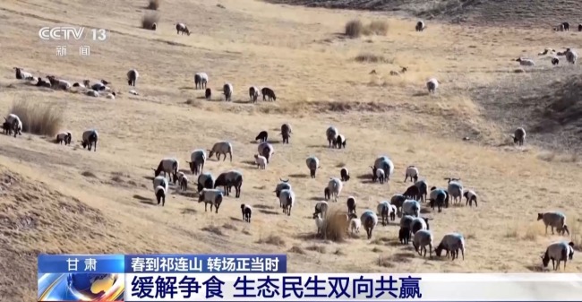 借牧+育种+精深加工 祁连山畜牧业转型走出新路子