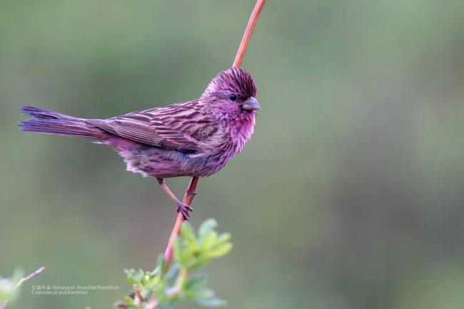 “打鸟”一年花掉一辆保时捷 观鸟热潮席卷全国