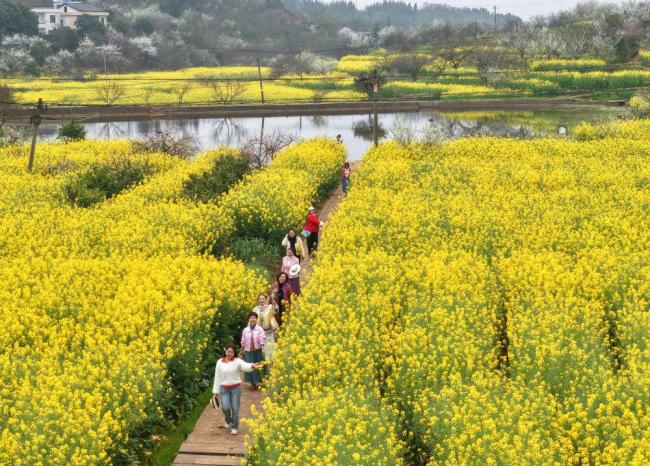早春的花为啥多数是黄色的 植物的生存智慧
