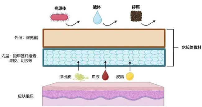 伤口“晾干”好还是“保湿”好 湿性愈合更科学
