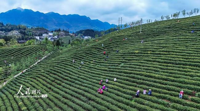 贵州晴隆:采摘春茶