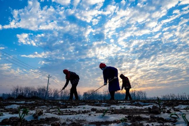 媒体：农民养老金该怎么涨