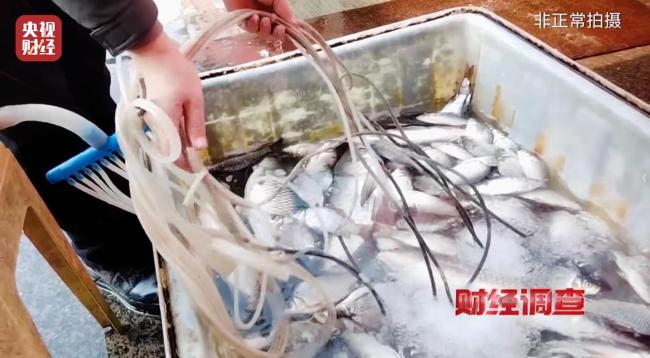 海鲜市场用工业酒精麻醉活鱼 重大食品安全隐患曝光