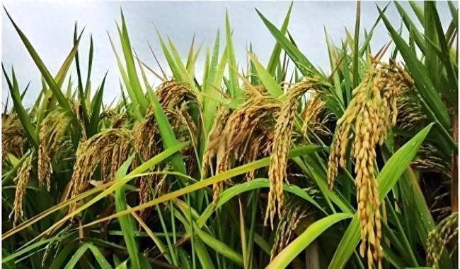 我国杂交稻又有新突破了