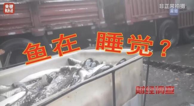 海鲜市场用工业酒精麻醉活鱼