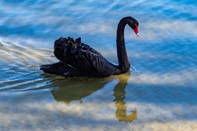 威海职业学院通海湖喜提“鹅宝宝”