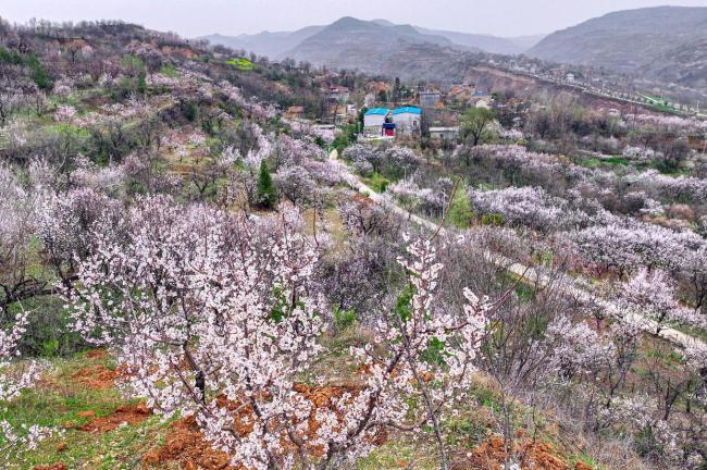 6万亩杏花有多震撼