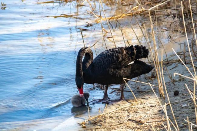 威海职业学院通海湖喜提“鹅宝宝” 新生命萌动校园