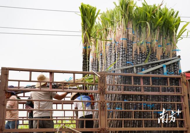 广州南沙向梅州平远赠送20吨特色甘蔗 甜蜜厚礼见证深厚情谊