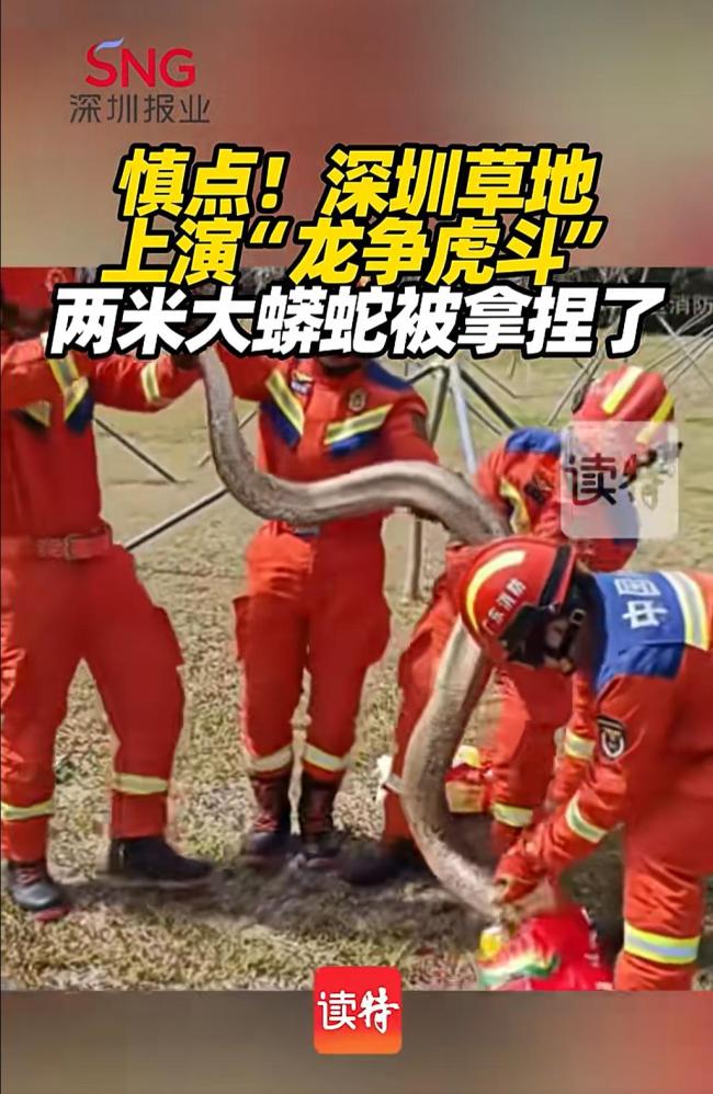 深圳一草地现超两米大蟒蛇 消防员合力“抓捕”