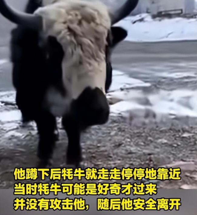 游客爬山如厕遇牦牛：厕所门无法关闭 牦牛好奇靠近无攻击