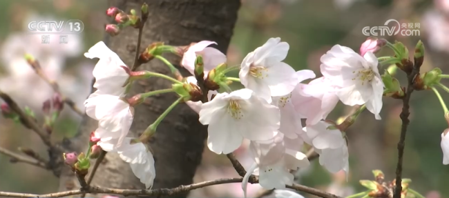 各地抢抓“春日经济”流量红利