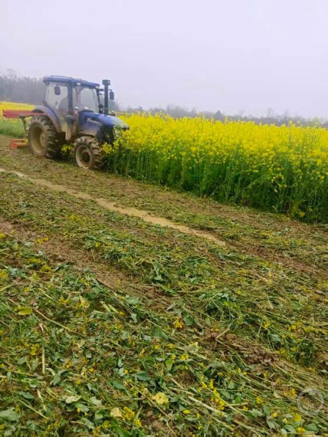 纪委介入调查30亩待收油菜被毁